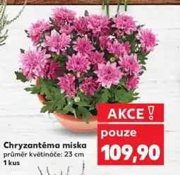 Kaufland Chryzantéma miska nabídka