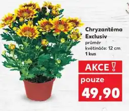 Kaufland Chryzantéma Exclusiv nabídka