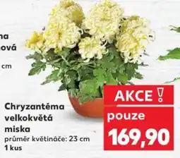 Kaufland Chryzantéma velkokvětá miska nabídka
