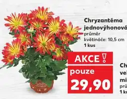 Kaufland Chryzantéma jednokvětá nabídka