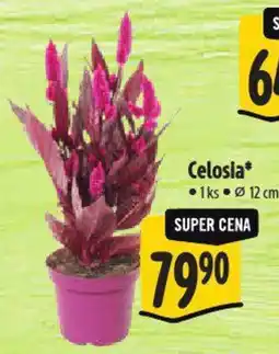 Albert Celosia nabídka