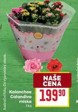 Billa Kalanchoe Calandiva miska 1ks nabídka