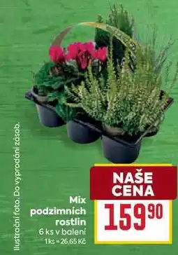 Billa Mix podzimních rostlin 6 ks v balení nabídka