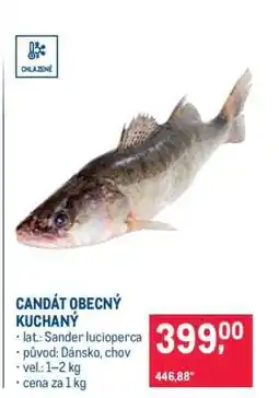 Makro CANDÁT OBECNÝ KUCHANÝ nabídka