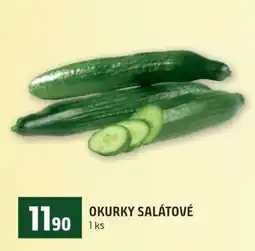 Terno OKURKY SALÁTOVÉ nabídka