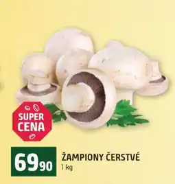 Terno Žampiony čerstvé nabídka