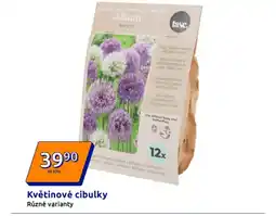 Action Květinové cibulky nabídka