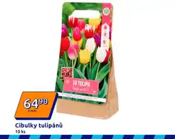 Action Cibulky tulipánů nabídka