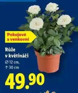 Lidl RŮŽE V KVĚTINÁČI nabídka
