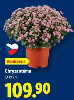Lidl CHRYZANTÉMA nabídka