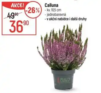 Globus Calluna nabídka