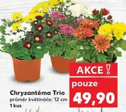 Kaufland Chryzantéma „Trio“ nabídka