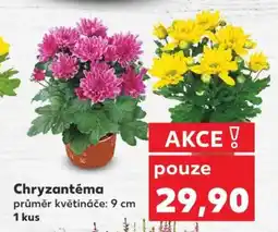 Kaufland CHRYZANTÉMA nabídka