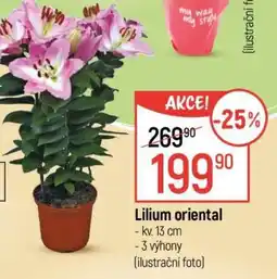 Globus Lilium oriental nabídka