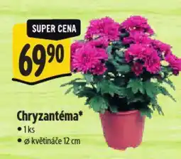 Albert Chryzantéma nabídka