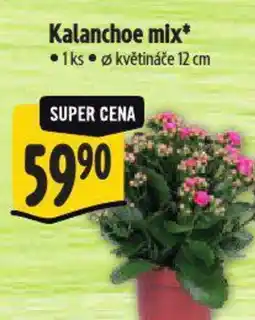 Albert Kalanchoe mix nabídka