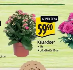 Albert Kalanchoe, pr. květináče 12 cm nabídka