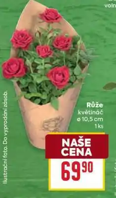 Billa Růže květináč nabídka