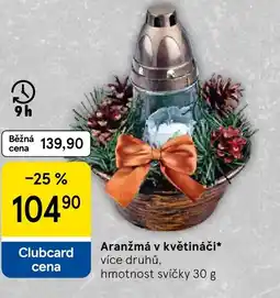 Tesco Aranžmá v květináči nabídka