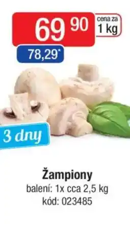 Qanto Žampiony nabídka