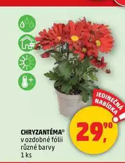 Penny Market CHRYZANTÉMA, 1 ks nabídka