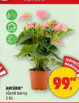 Penny Market ANTÚRIE, 1 ks nabídka