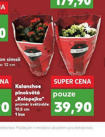 Kaufland Kalanchoe nabídka