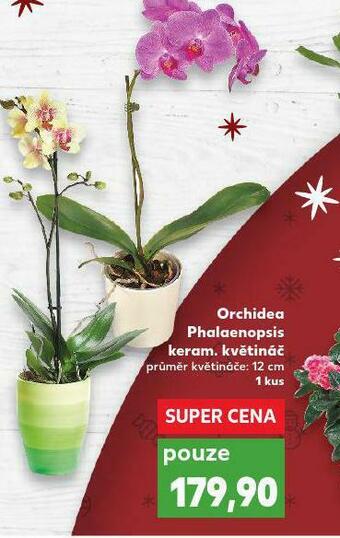 Kaufland Orchidea - phalaenopsis nabídka