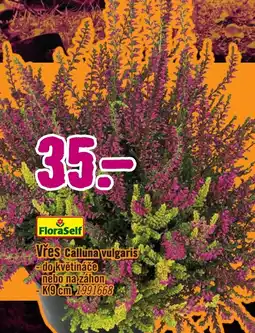 Hornbach Vřes Calluna vulgaris nabídka