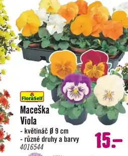 Hornbach Maceška Viola nabídka