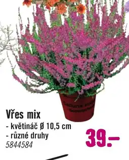 Hornbach Vřes mix nabídka