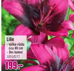 Hornbach Lilie nabídka