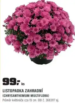 OBI Listopadka zahradní (chrysanthemum multiflora) nabídka