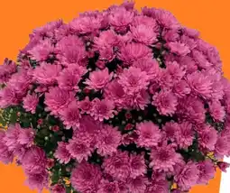 OBI Listopadka zahradní (chrysanthemum multiflora) nabídka