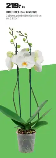 OBI Orchidej (phalaenopsis) nabídka