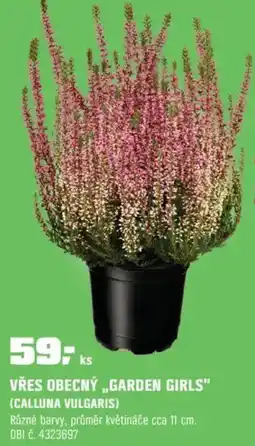 OBI Vřes obecný „garden girls" (calluna vulgaris) nabídka