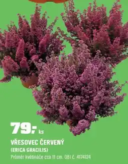 OBI Vřesovec červený (erica gracilis) nabídka
