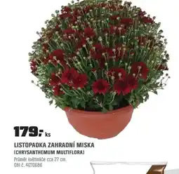 OBI Listopadka zahradní miska (chrysanthemum multiflora) nabídka