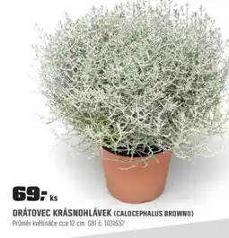 OBI Drátovec krásnohlávek (calocephalus brownii) nabídka