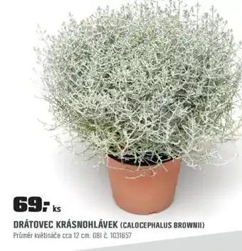 Drátovec krásnohlávek (calocephalus brownii)