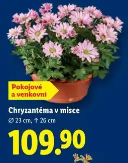 Lidl Chryzantéma v misce nabídka
