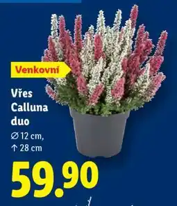 Lidl VŘES CALLUNA DUO nabídka