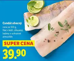 Lidl Candát obecný nabídka