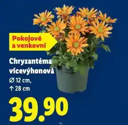 Lidl Chryzantéma vícevýhonková nabídka
