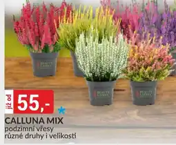 Baumax Calluna mix podzimní vřesy nabídka