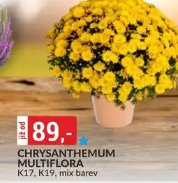 Baumax Chrysanthemum multiflora nabídka