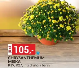 Baumax Chrysanthemum miska nabídka