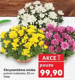 Kaufland Chryzantéma miska nabídka