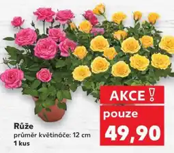 Kaufland Růže nabídka