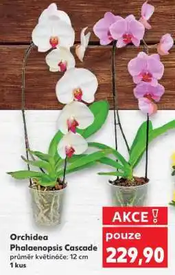 Kaufland Orchidea Phalaenopsis „Cascade“ nabídka